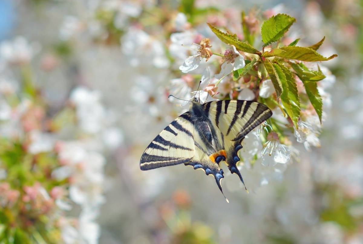 Scarce Swallowtail