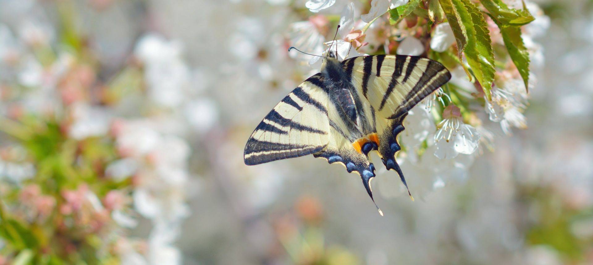 Scarce Swallowtail