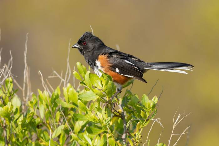 eastern towhee_3R54890.jpg