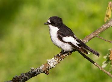 Dawn Chorus in Northumberland (Day Trip)