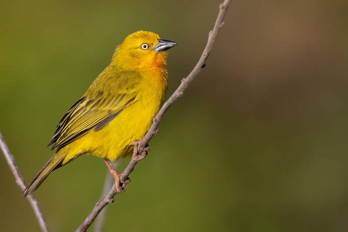 Holub's Golden Weaver