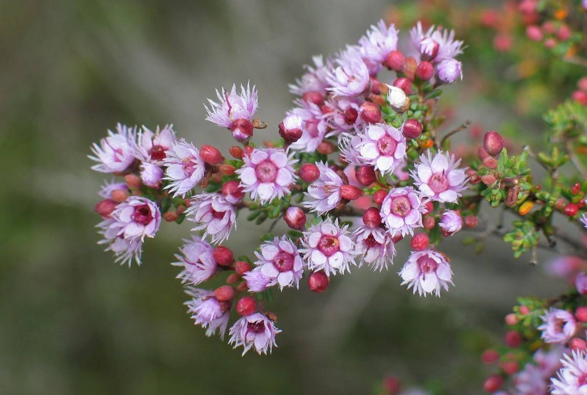 Verticordia hughanii