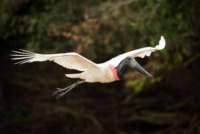 Jabiru flying past trees with outstretched wings