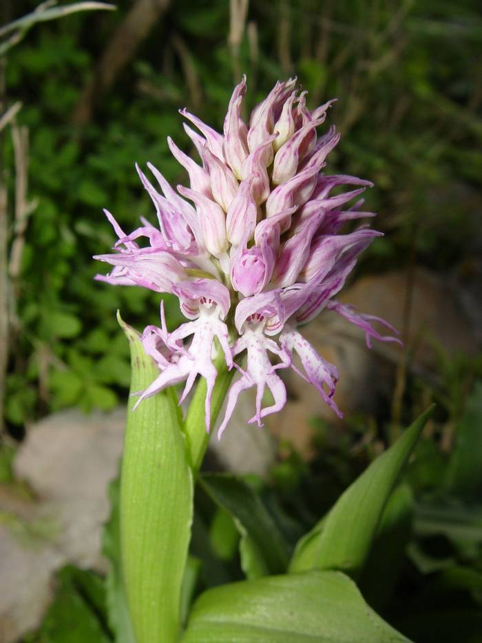 Orchis italica © Mr R. Ouni