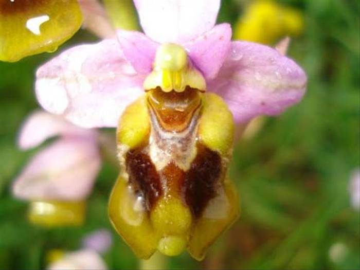 Sawfly Orchid (Paul Watkins)