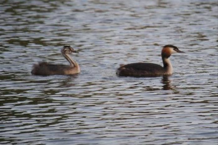 Great Crested Grebe and chick (Ed Drewitt)