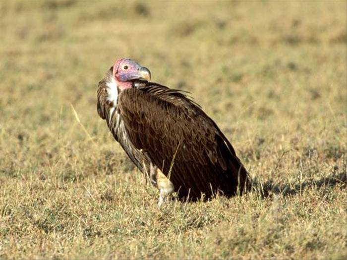 Lappet-faced Vulture (Julia Casson)