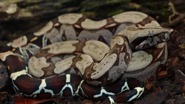 Red-tailed Boa.jpg