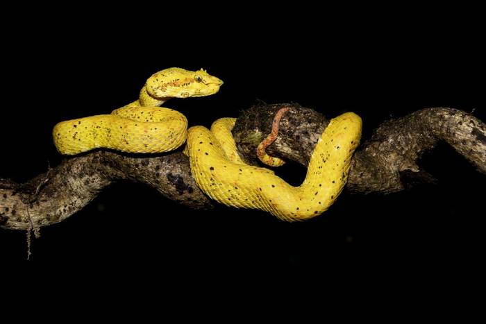 Eyelash Viper © Oliver Smart, April 2026 tour