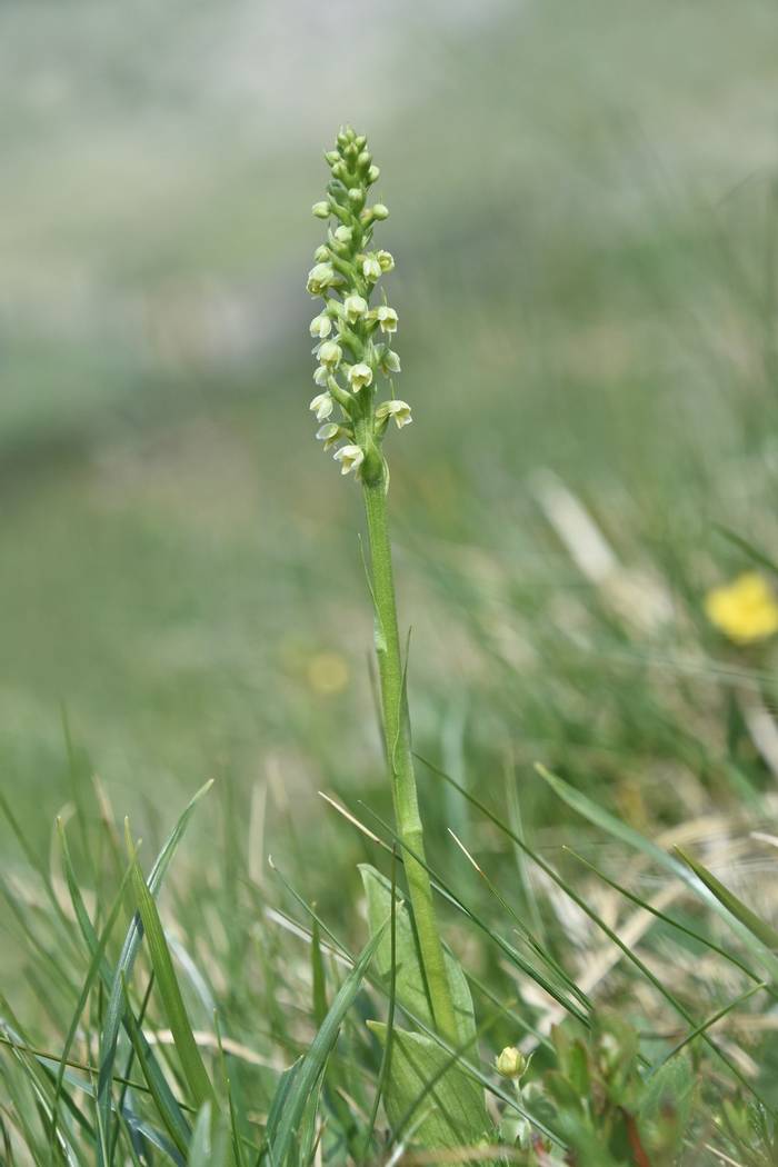 Small White Orchid (Pseudorchis albida)