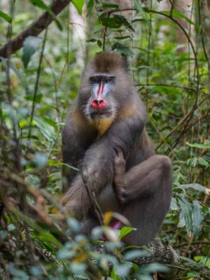 Mandrill, Gabon shutterstock_686247223.jpg