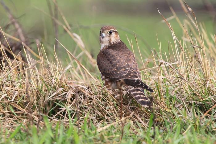 Merlin shutterstock_705439255.jpg