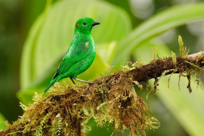 Glistening Green Tanager, Ecuador shutterstock_1508040950.jpg