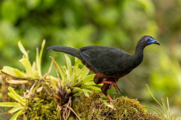 Sickle-winged Guan © Francisco Muñoz.jpg
