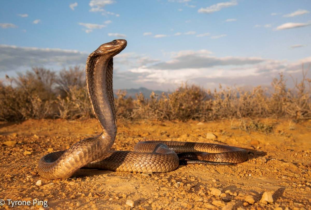 Cape Cobra (Naja nivea) © Tyrone Ping
