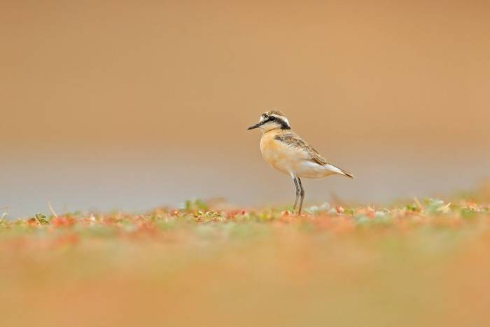 Kittlitz’s Plover