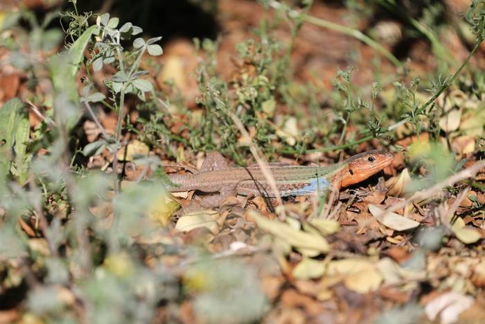 Peloponnese Wall Lizard (Podarcis peloponnesiacus) © participant Simon Bunker, April 2025 tour
