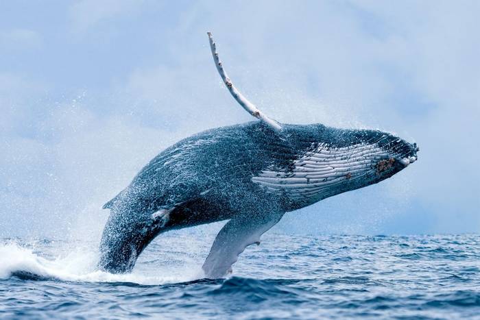 Humpback-Whale,-Ecuador-shutterstock_211846078.jpg