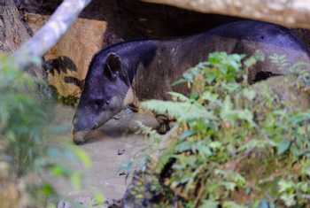 Brazilian Tapir (Stephen Woodham)