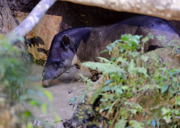 Brazilian Tapir (Stephen Woodham)
