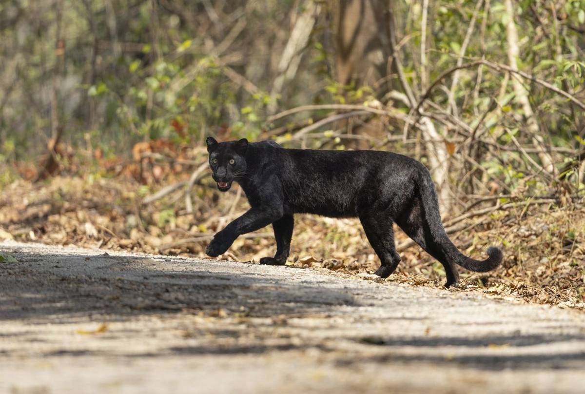 Indochinese Leopard (melanistic form), Kaeng Krachan National Park, Phetchaburi, Thailand (Oliver Smart)