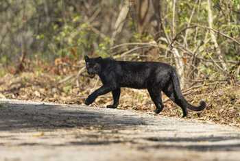 Indochinese Leopard (melanistic form), Kaeng Krachan National Park, Phetchaburi, Thailand (Oliver Smart)