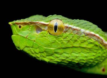 The Reptiles & Amphibians of Borneo