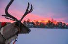 Reindeer & sunset - Christmas in a Jeris Winter Cottage - Credit Kevin Norton (client).jpg
