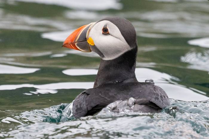 Puffin (Sara Frost) (2).jpg