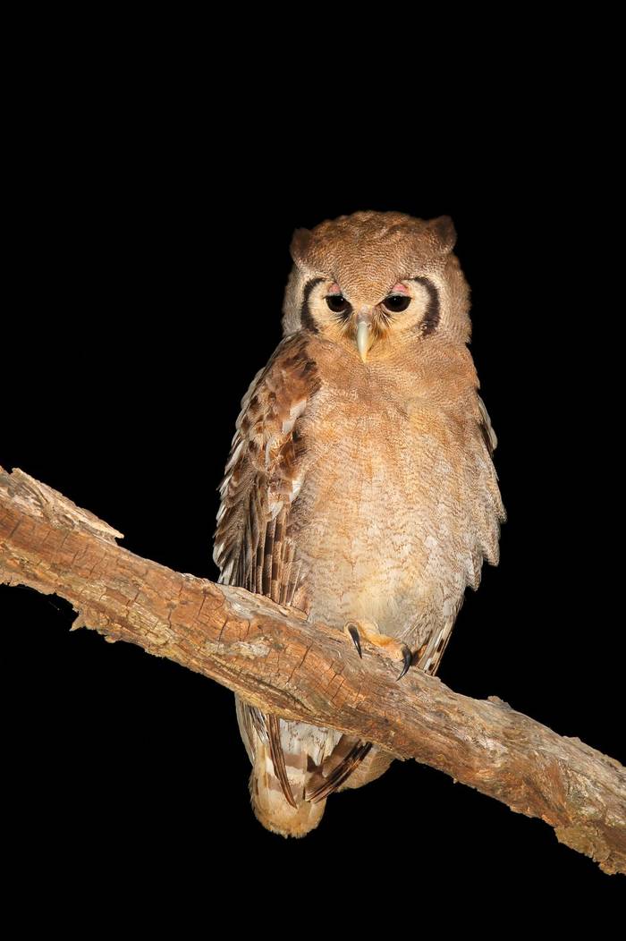 Giant Eagle-owl shutterstock_217008172.jpg