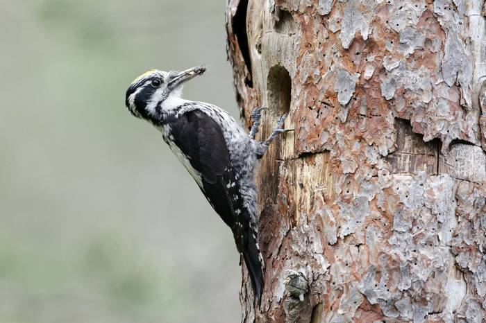 Three Toed Woodpecker. Shutterstock 107733866