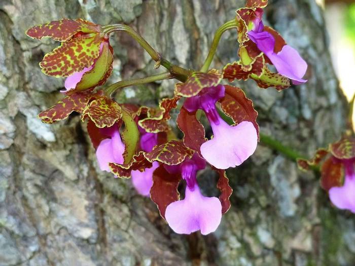 Orchid - Guyana