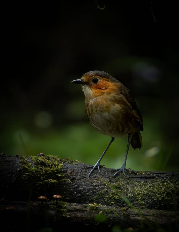 Rufous-faced Antpitta © X. Munoz