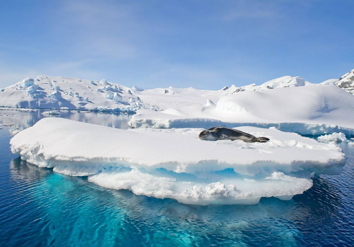 Leopard Seal, Antarctica Shutterstock 390386185