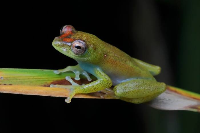 Bladder Reed Frog (Hyperolius cystocandicans)  © Laura and Bobby Bok, April 2026