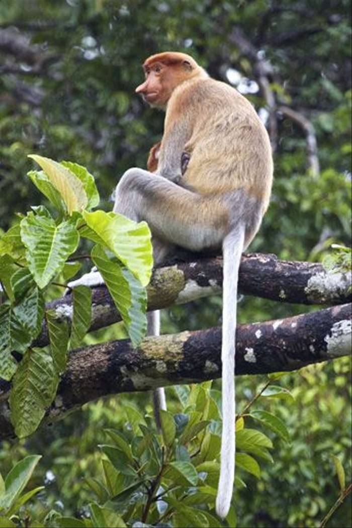Proboscis Monkey (Dani Free)