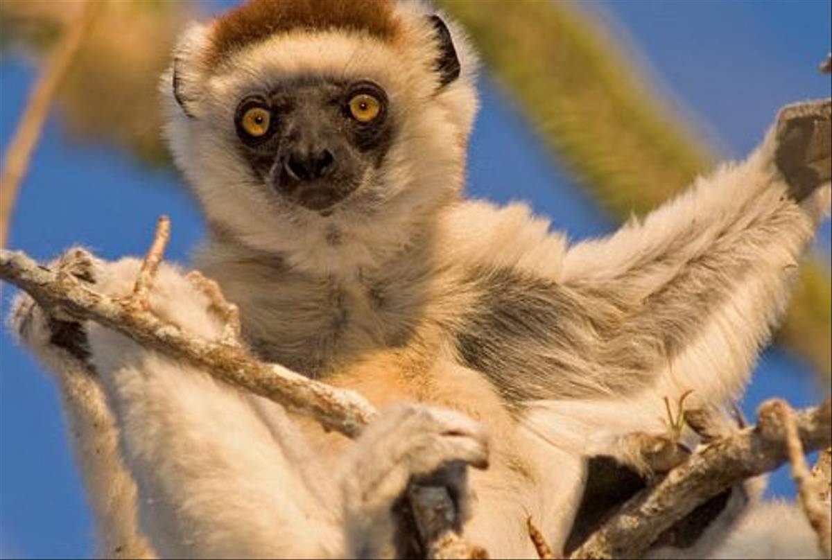 Verreaux’s Sifaka (Paul Stanbury)