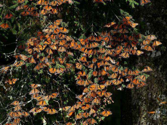 Monarch butterflies © Connell