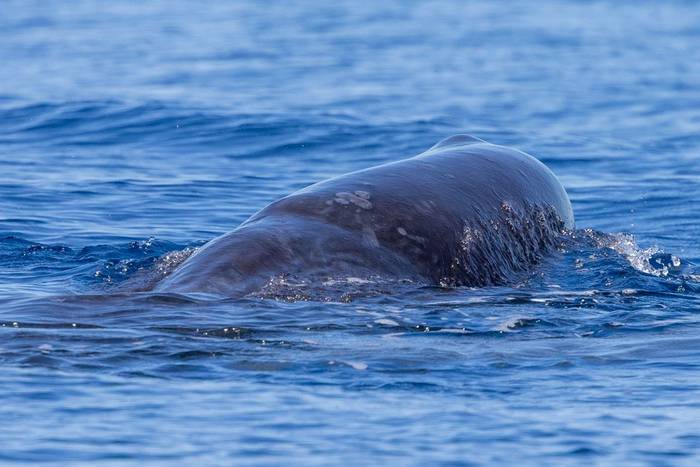 Sperm Whale calf (Sara Frost).jpg
