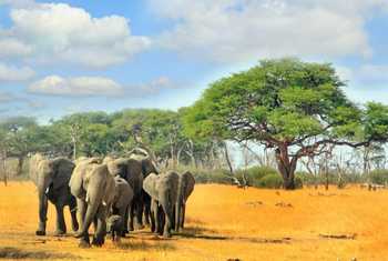 Hered of Elephants, Hwange national park, Zimbabwe, Southern Africa shutterstock_518970040.jpg
