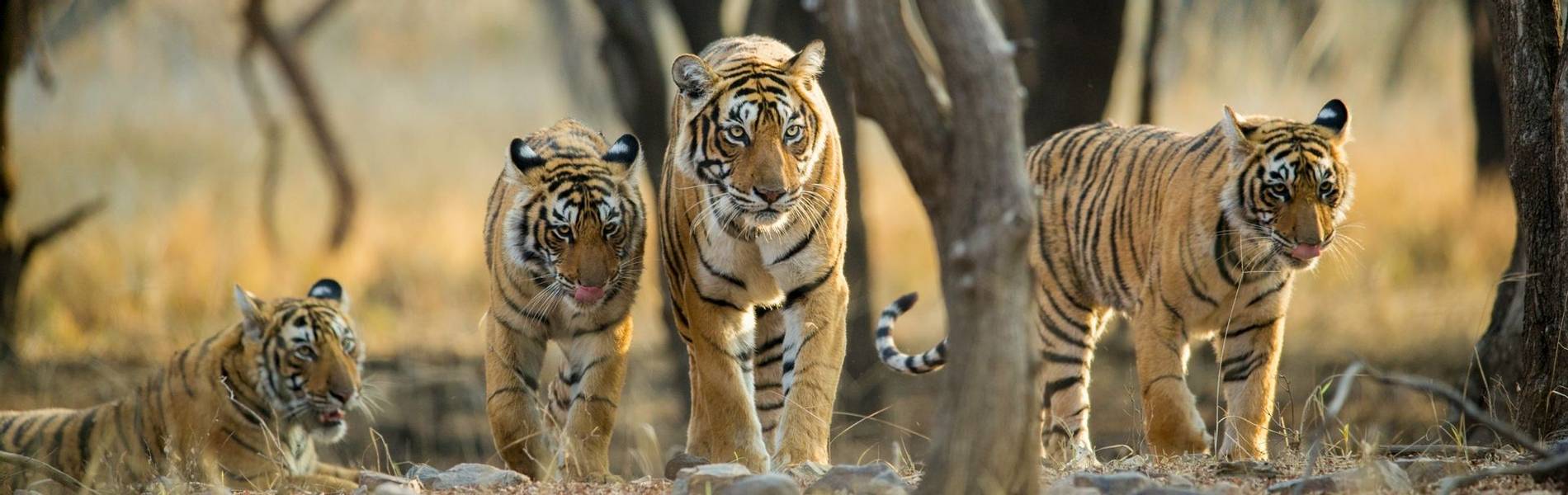 Tiger Watching for 2021/22 - Naturetrek