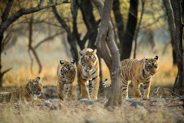 Tigers Tiger Shutterstock 775382149