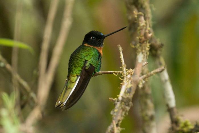 Gould's Inca © Luis Panama, October 2025