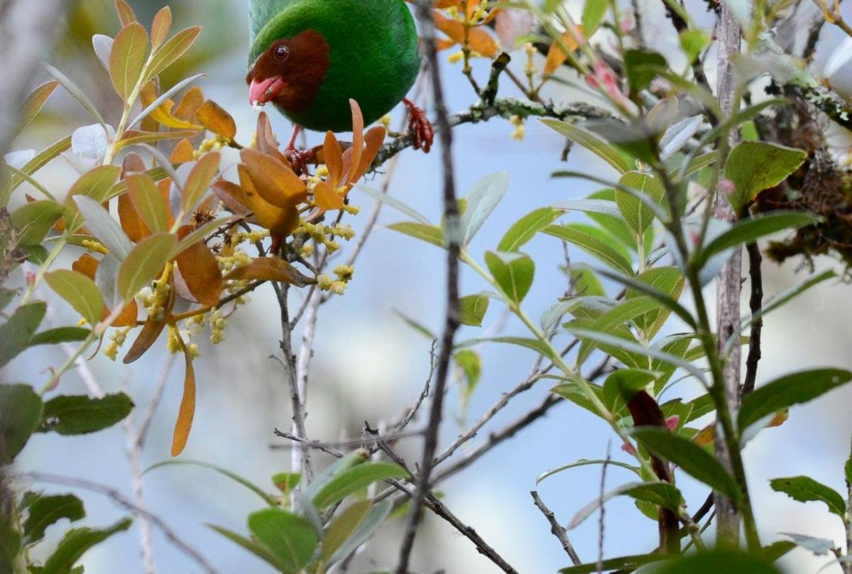 Grass Green Tanager (Stephen Woodham)