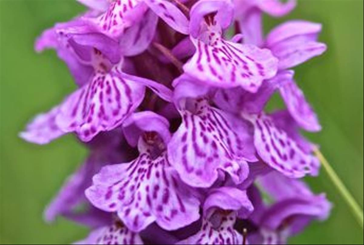 Common Spotted Orchid (Dani Free)