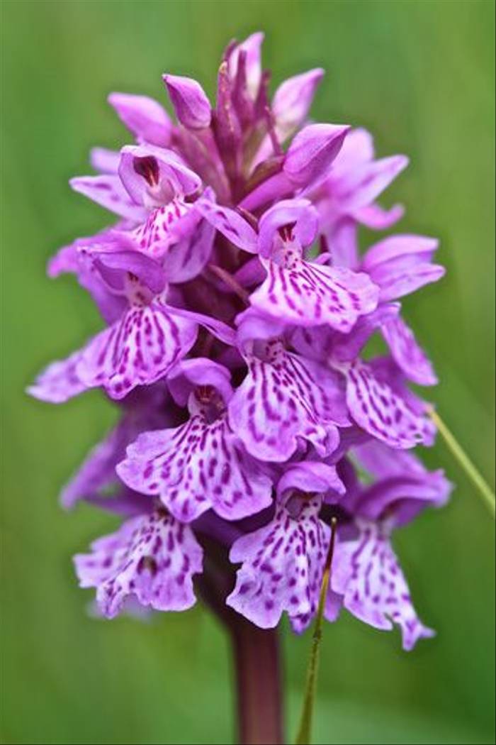 Common Spotted Orchid (Dani Free)