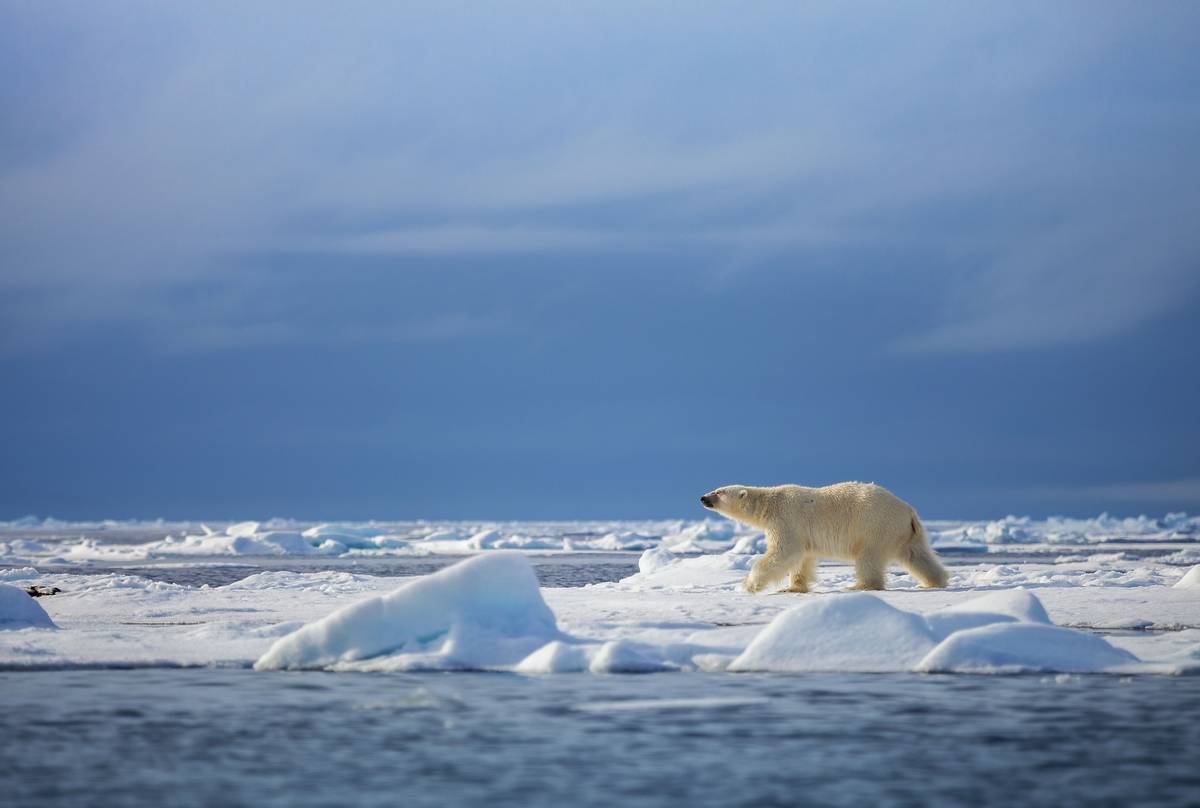 Polar Bear shutterstock_470235299.jpg