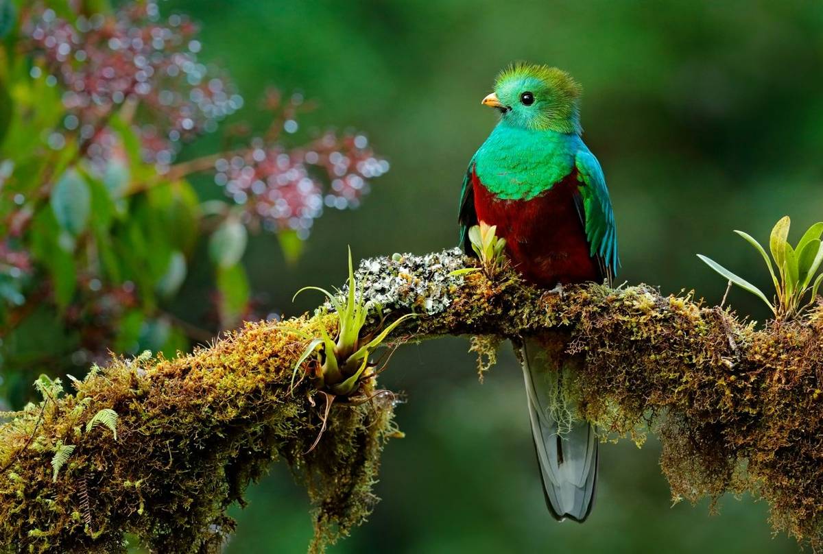 Costa Rica (Resplendent Quetzal)