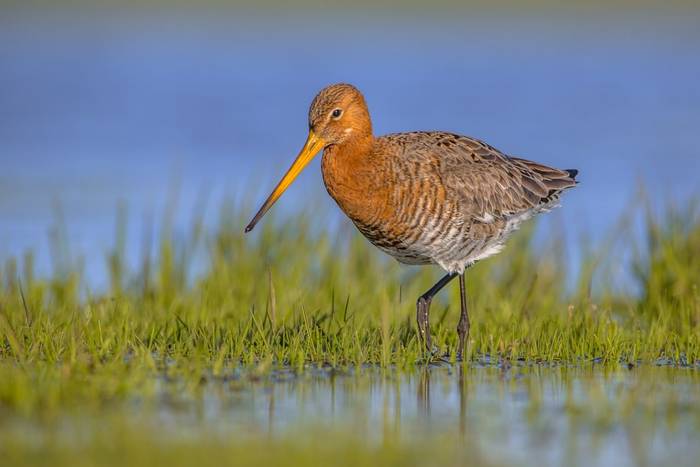 Black-tailed Godwit shutterstock_649181677.jpg