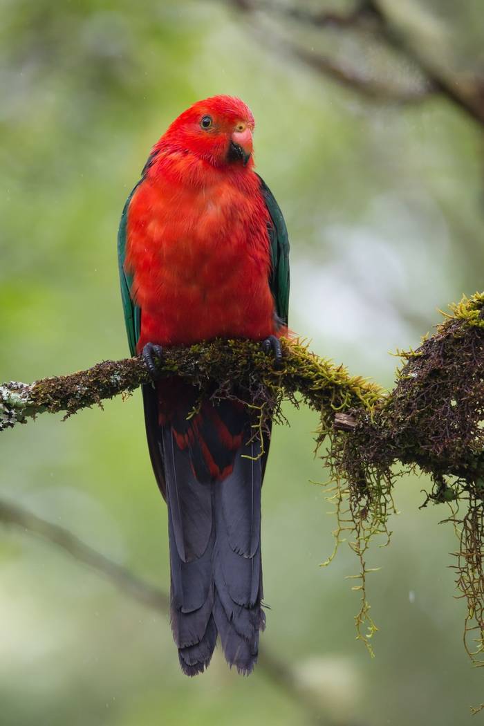 King Parrot, Australia shutterstock_129303500.jpg